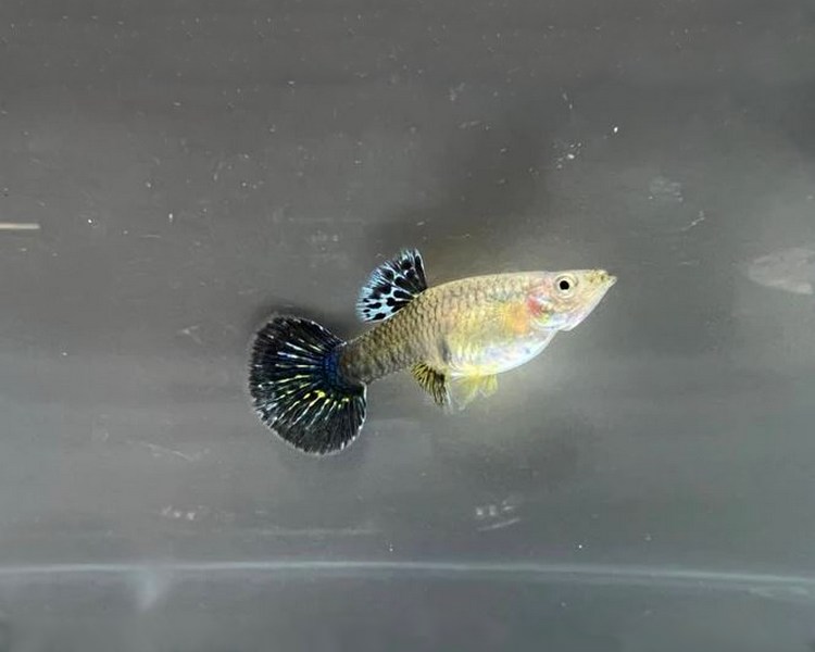 Dragon Guppy- Female ~ 3cm